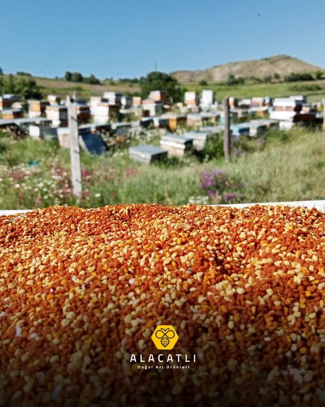 Taze hasat edilmiş renkli arı poleni; arkada arılık ve kovanlar
