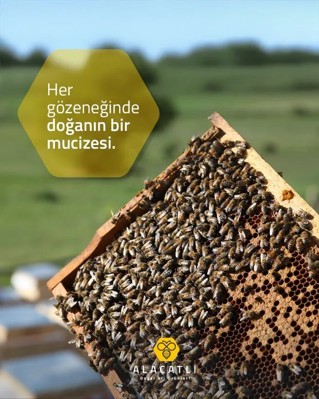Petek, arının emeğinin eseri