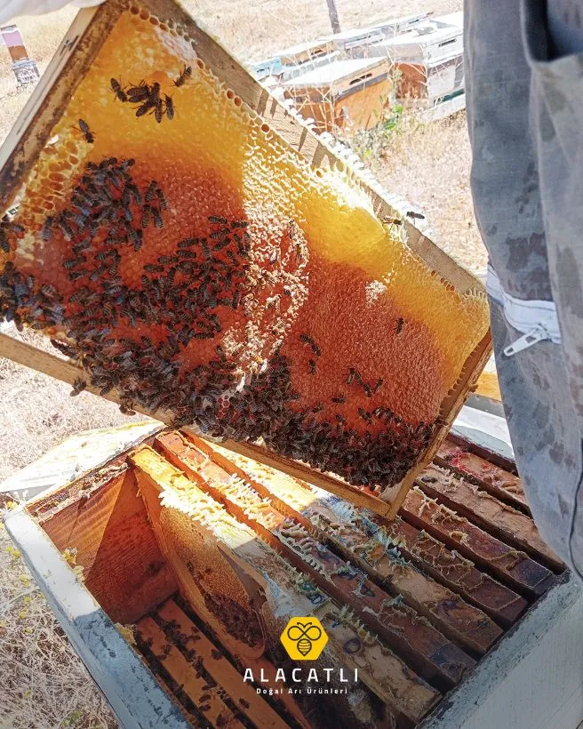 Tek hasat (Tem–Ağu)
