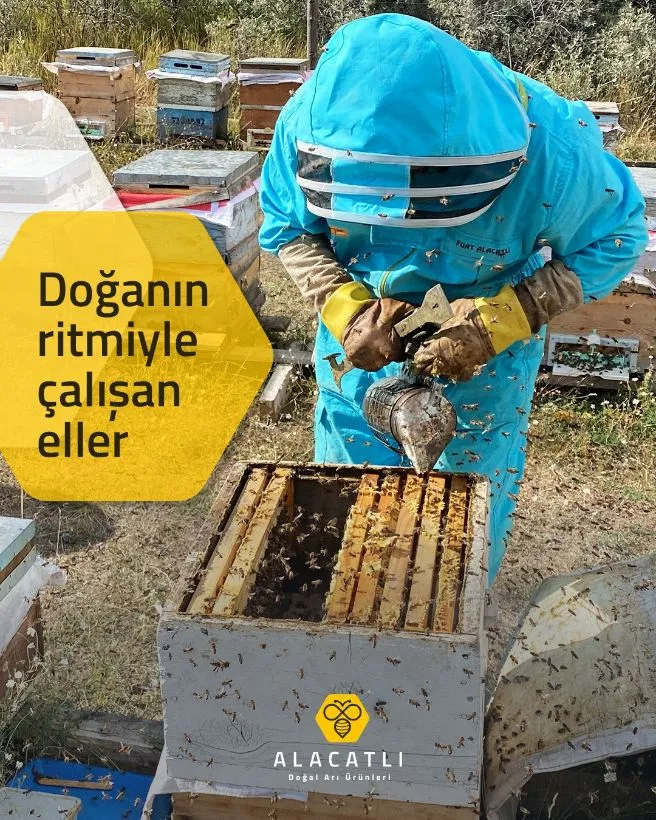 Her kovan, canlı bir dünya