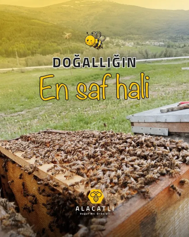 Kovan üzerinde arı kolonisi; arkada Refahiye'nin dağları ve yaylası
